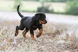 BEAUCERON - PUPPIES 147